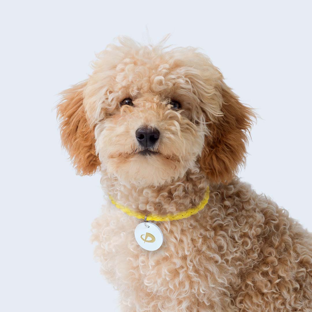 ペット用チョーカー – Petわ輪（ぺとわりん）