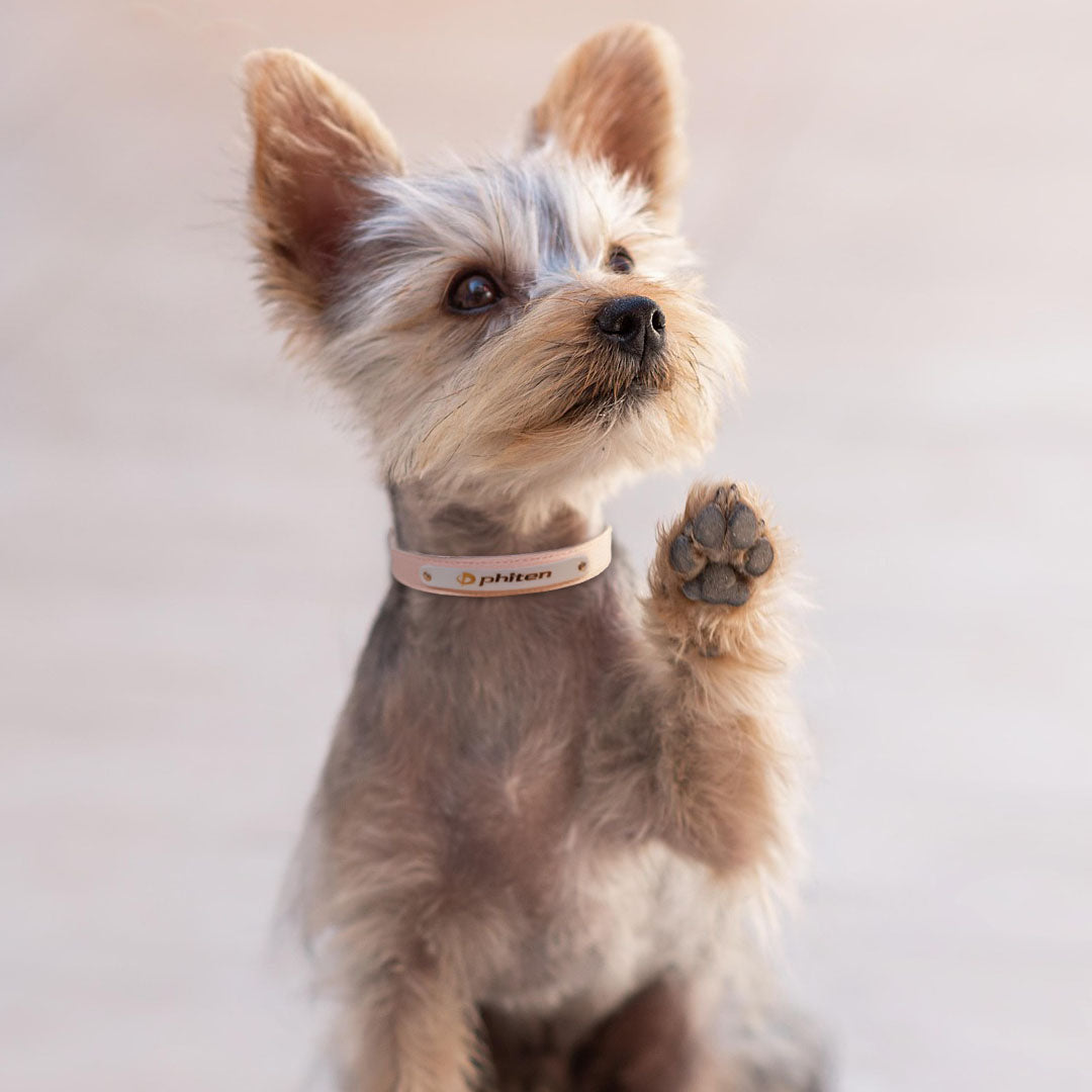 革製ペット用首輪