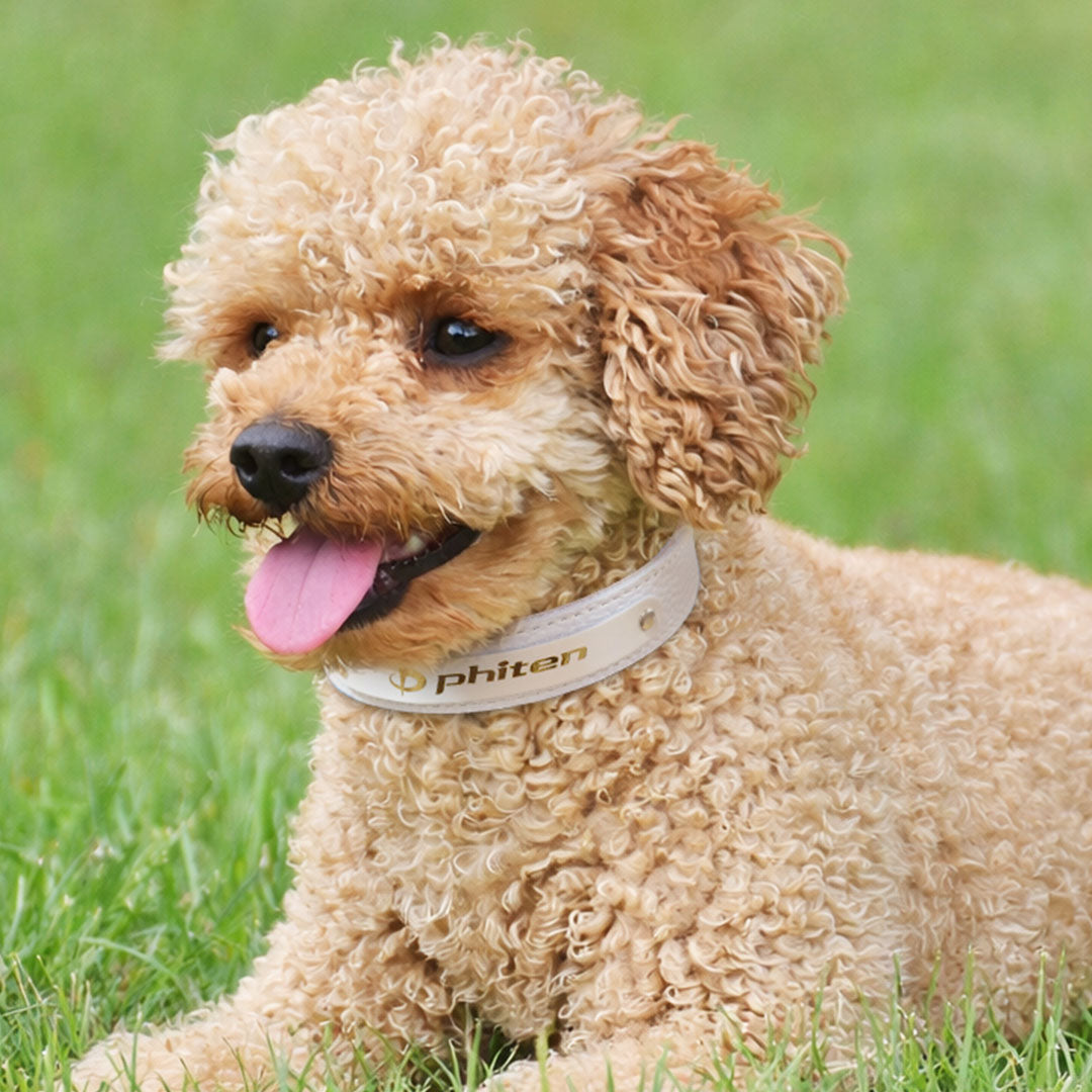 革製ペット用首輪